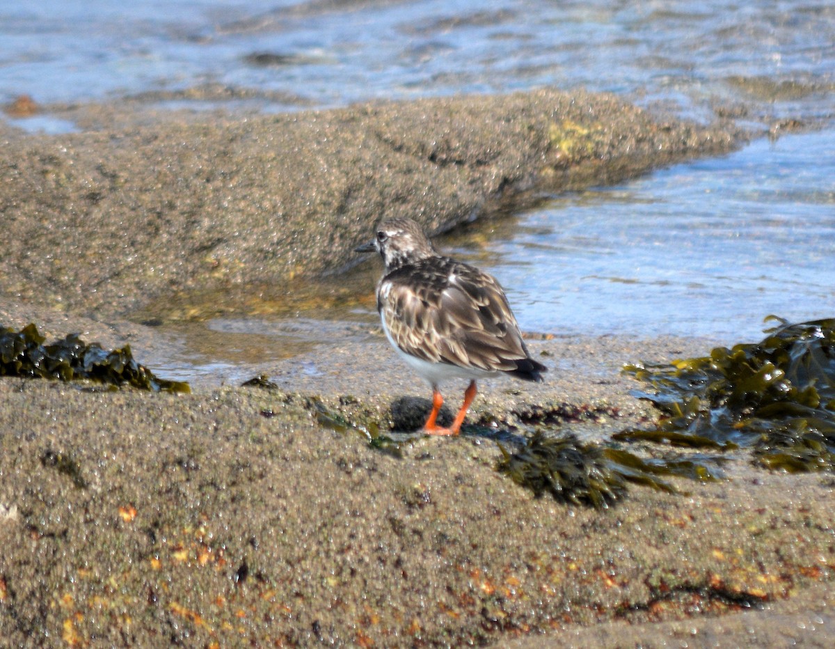 Ruddy Turnstone - Jorge Leitão