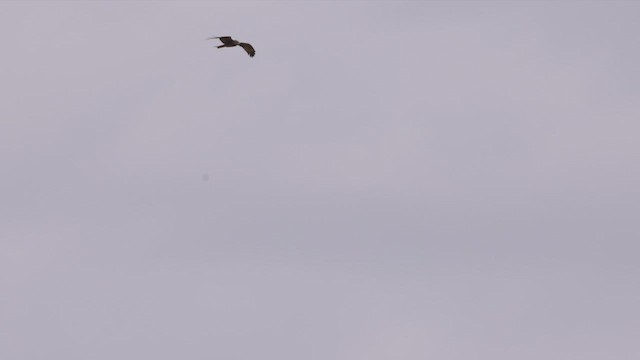 Black Kite (Black) - ML429209721