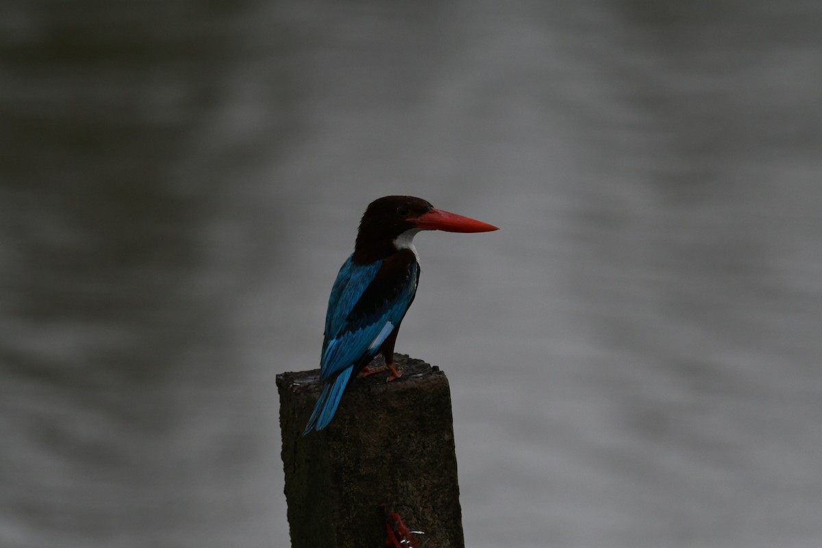 White-throated Kingfisher - Ivar West