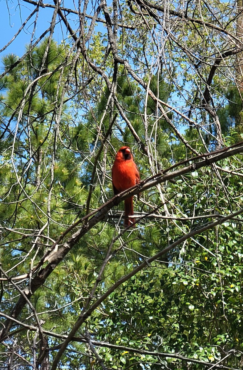 Northern Cardinal - ML429210311