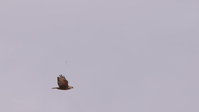 Long-legged Buzzard - ML429214841