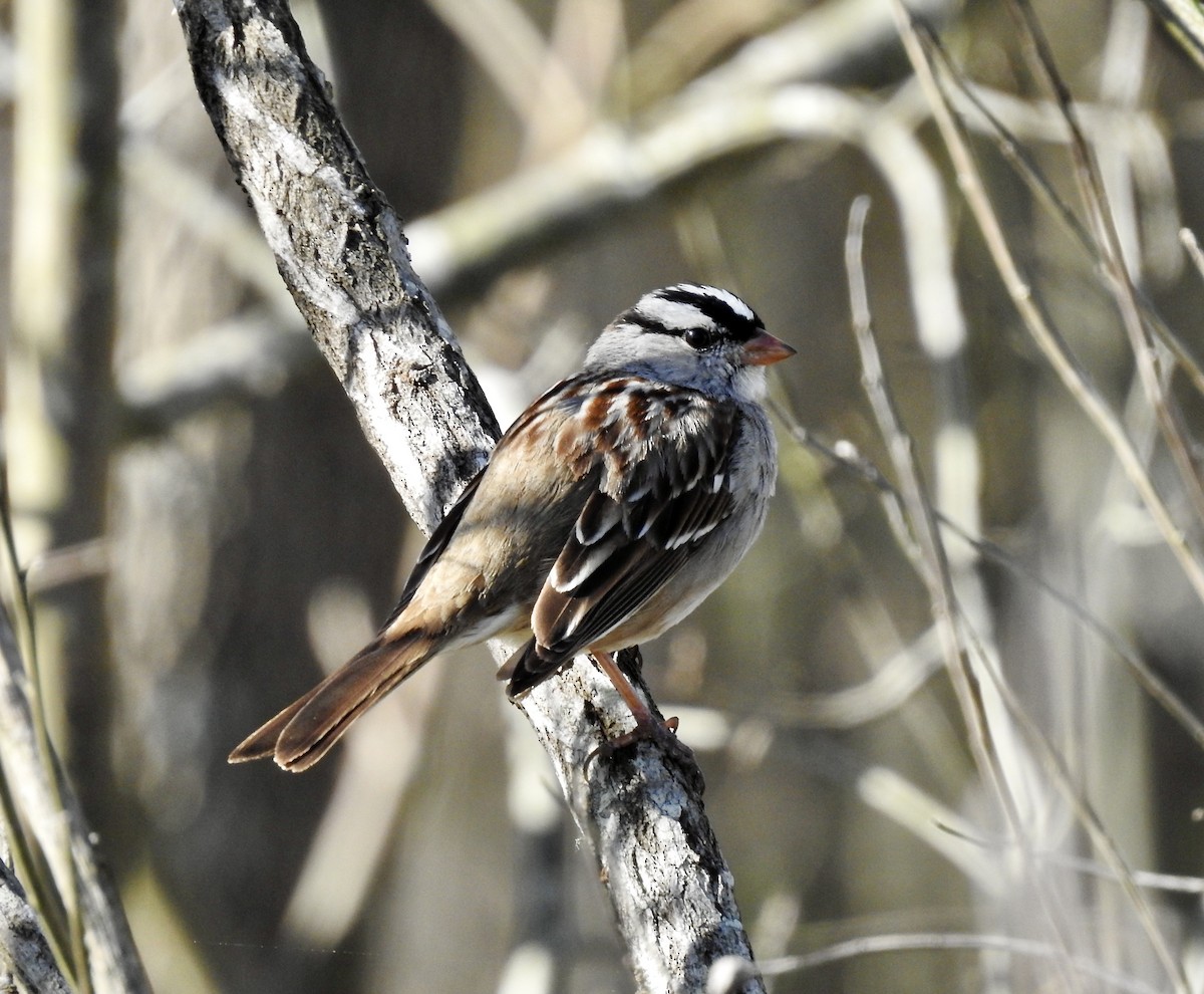 White-crowned Sparrow - ML429216121