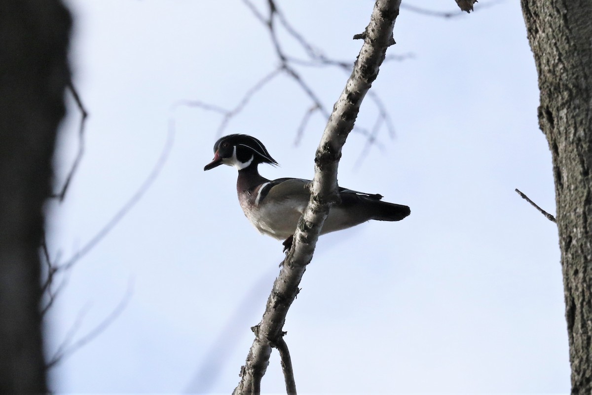 Wood Duck - John Skene