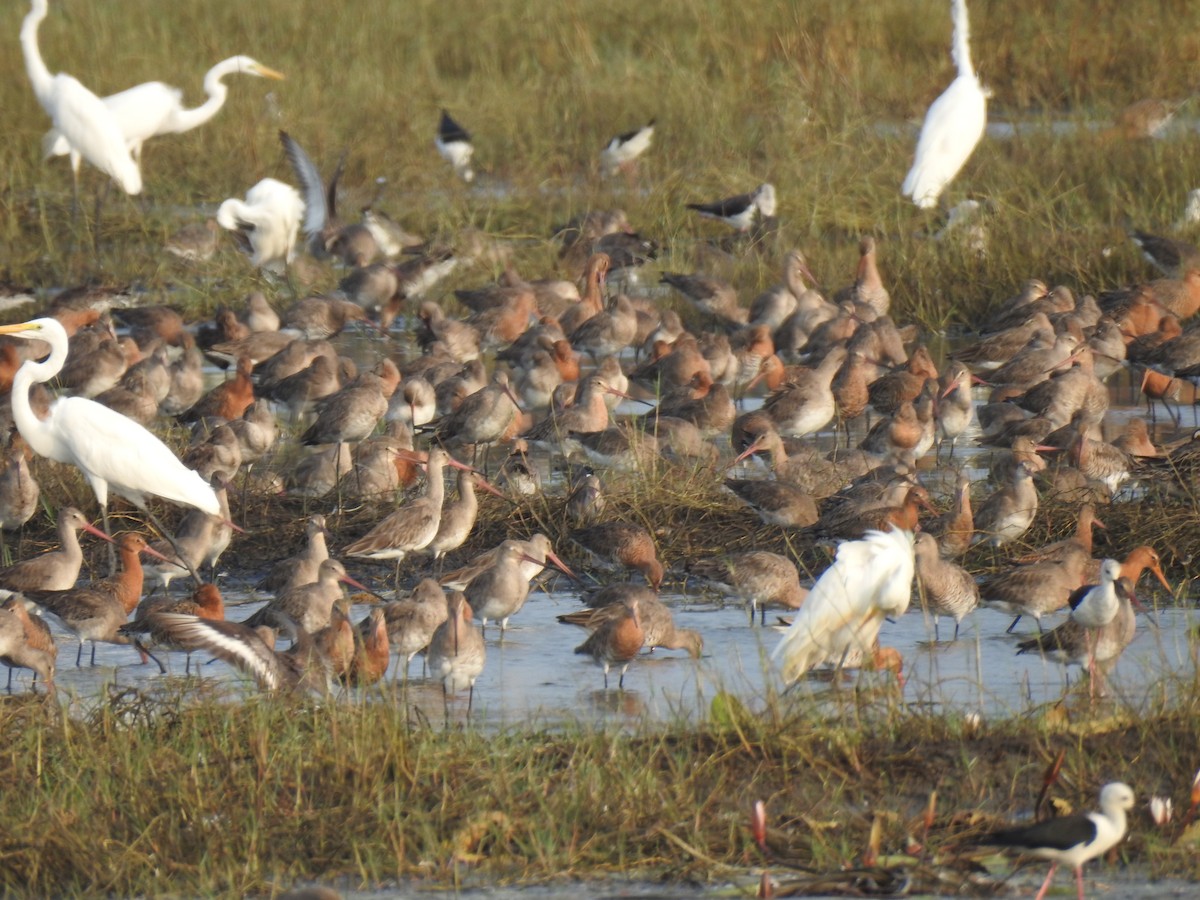 Black-tailed Godwit - ML429216801