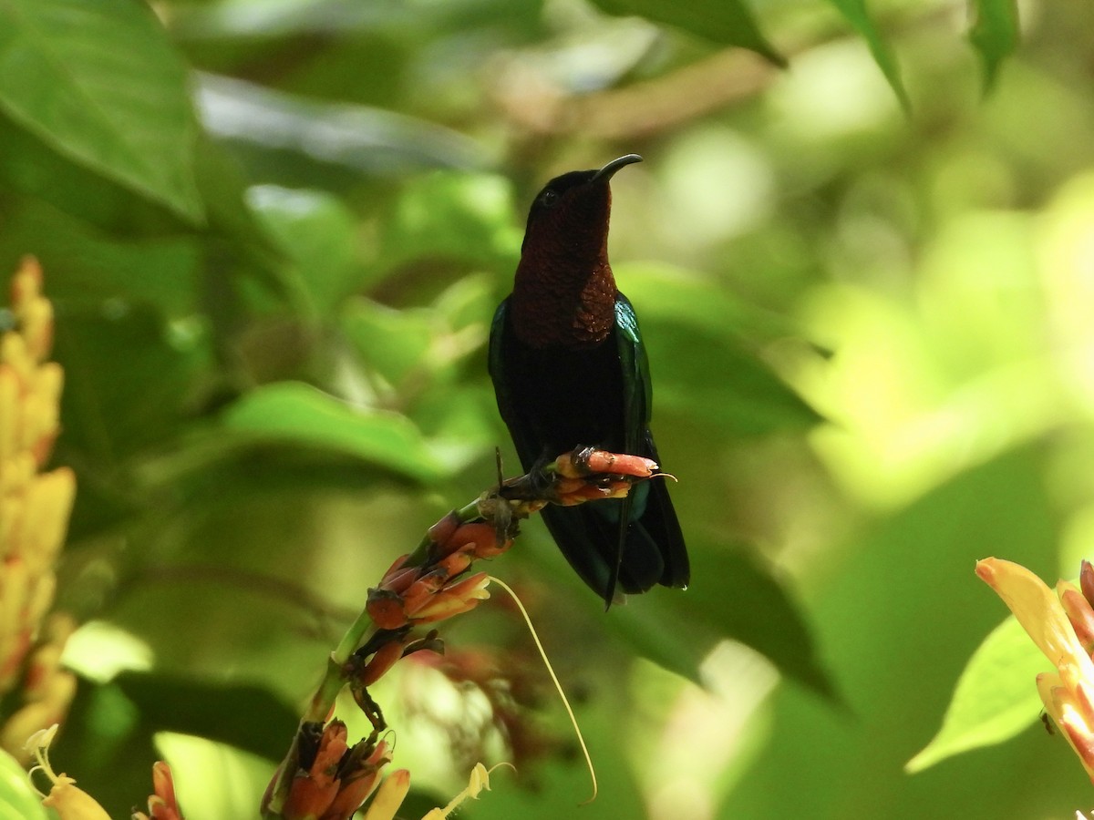 kolibřík nachovohrdlý - ML429217351