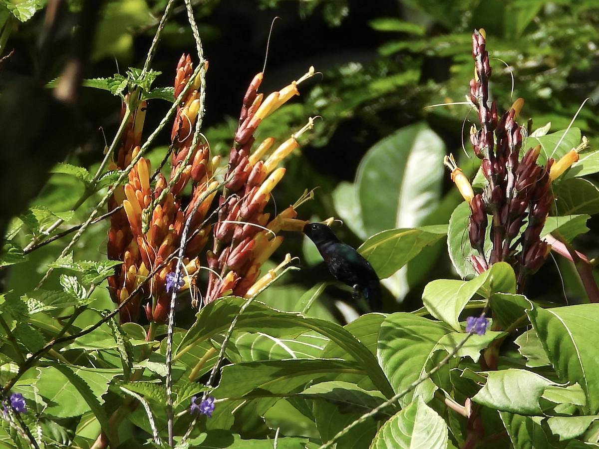 kolibřík nachovohrdlý - ML429217371