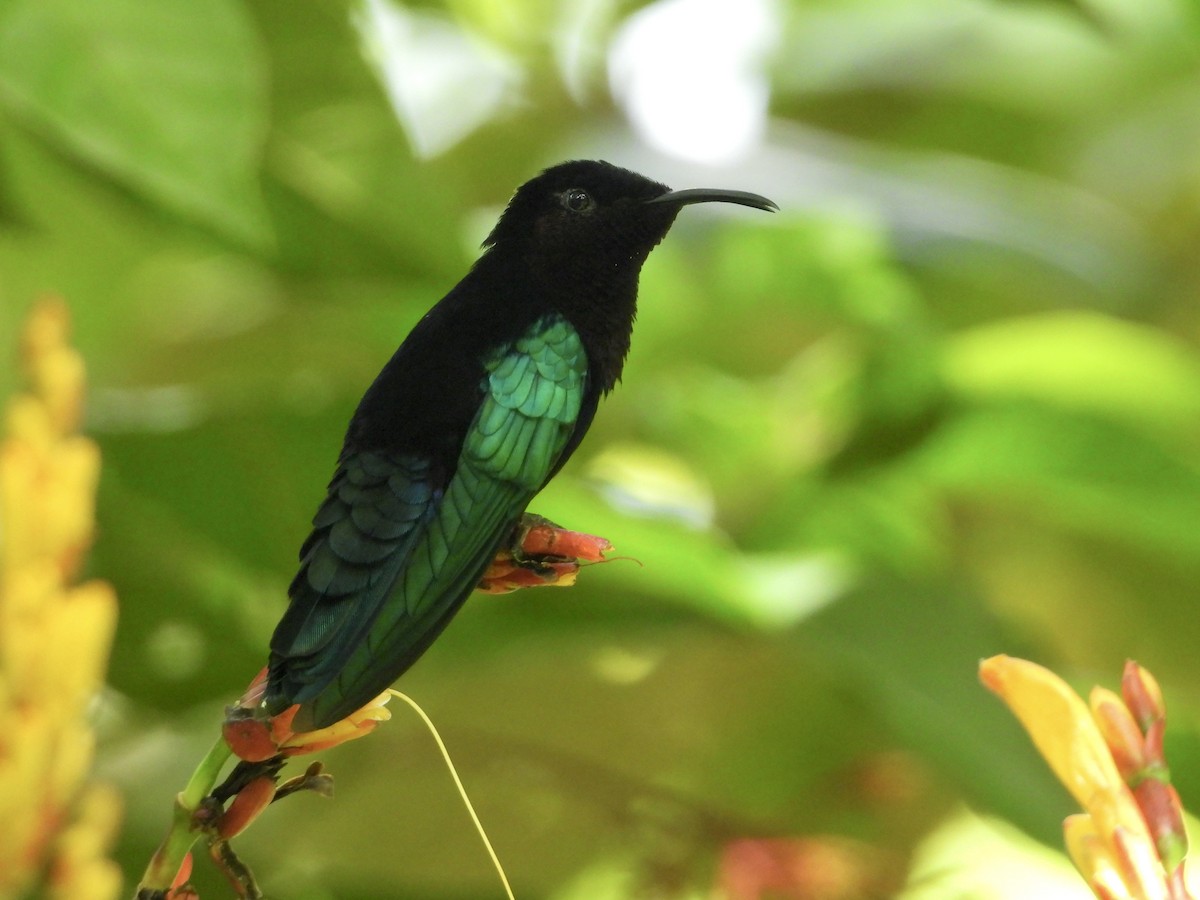 kolibřík nachovohrdlý - ML429217401