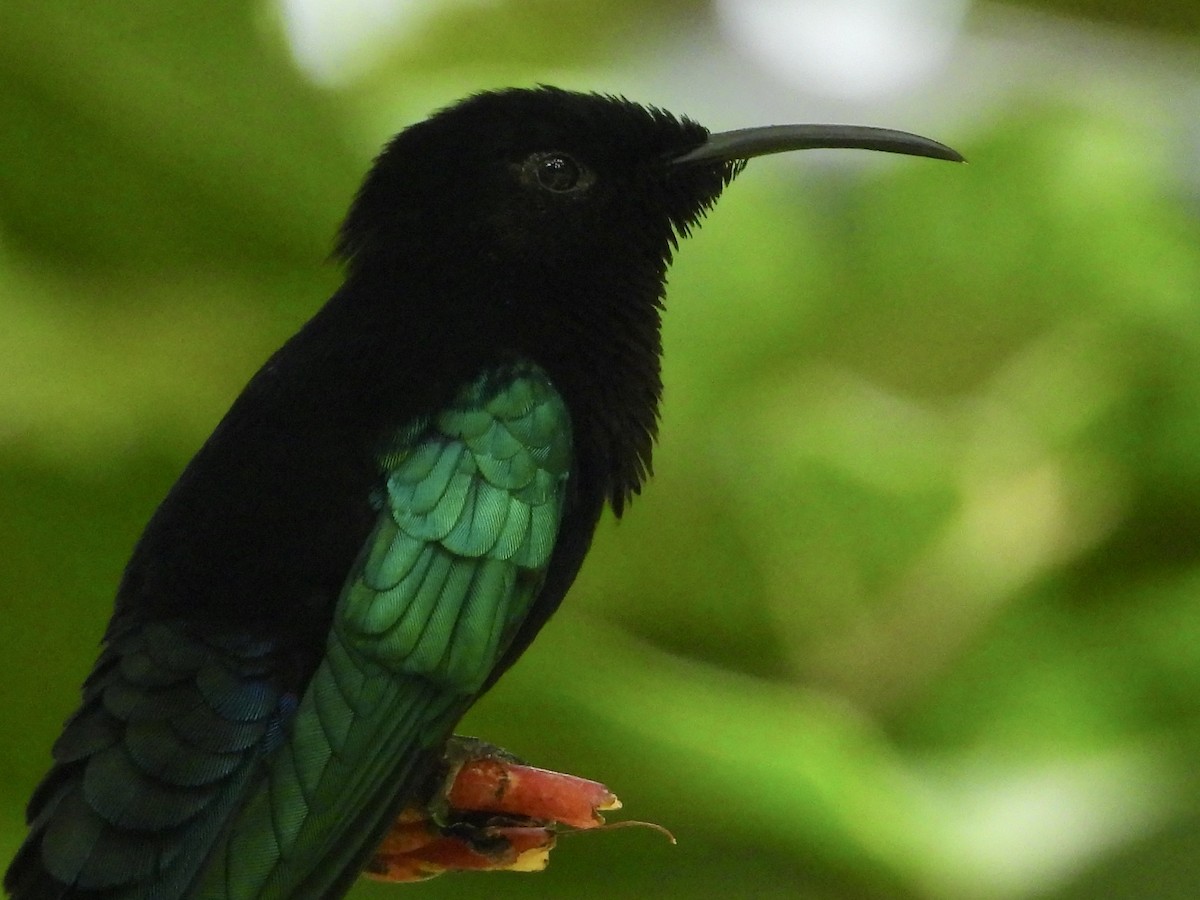 kolibřík nachovohrdlý - ML429217511