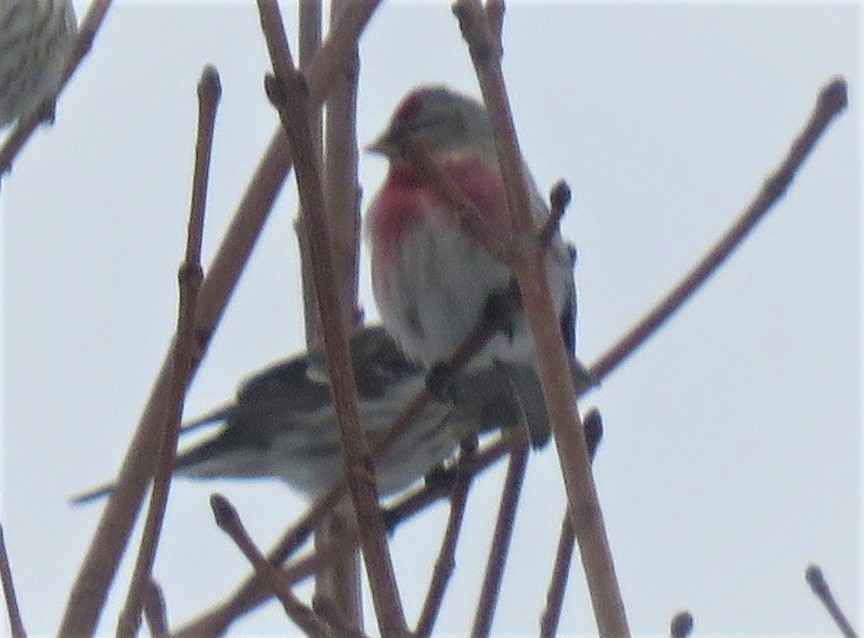 Sizerin flammé (flammea/rostrata/islandica) - ML429218861