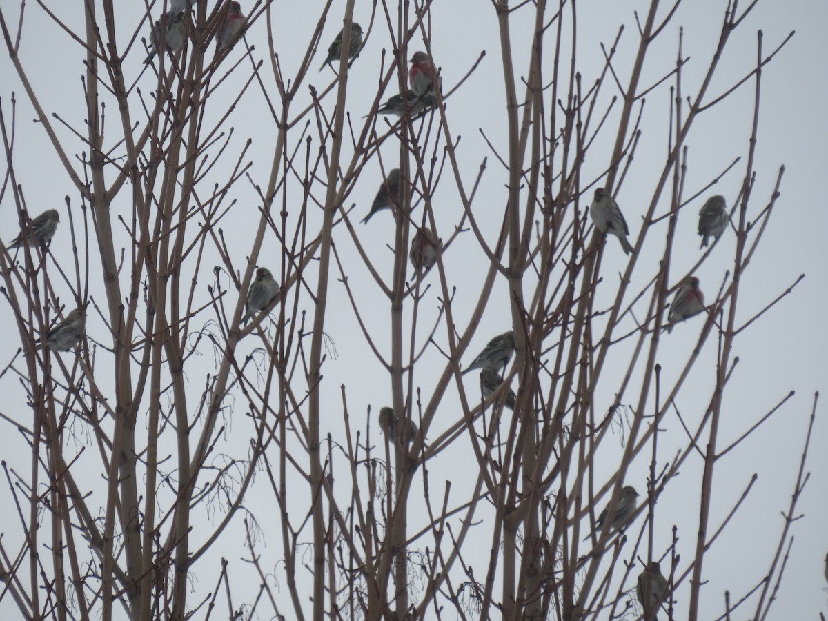 Sizerin flammé (flammea/rostrata/islandica) - ML429218871