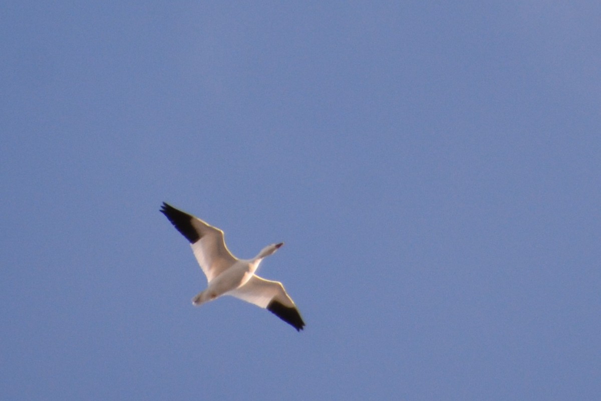 Snow Goose - ML42921891