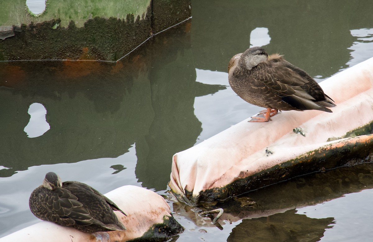 American Black Duck - ML429221061