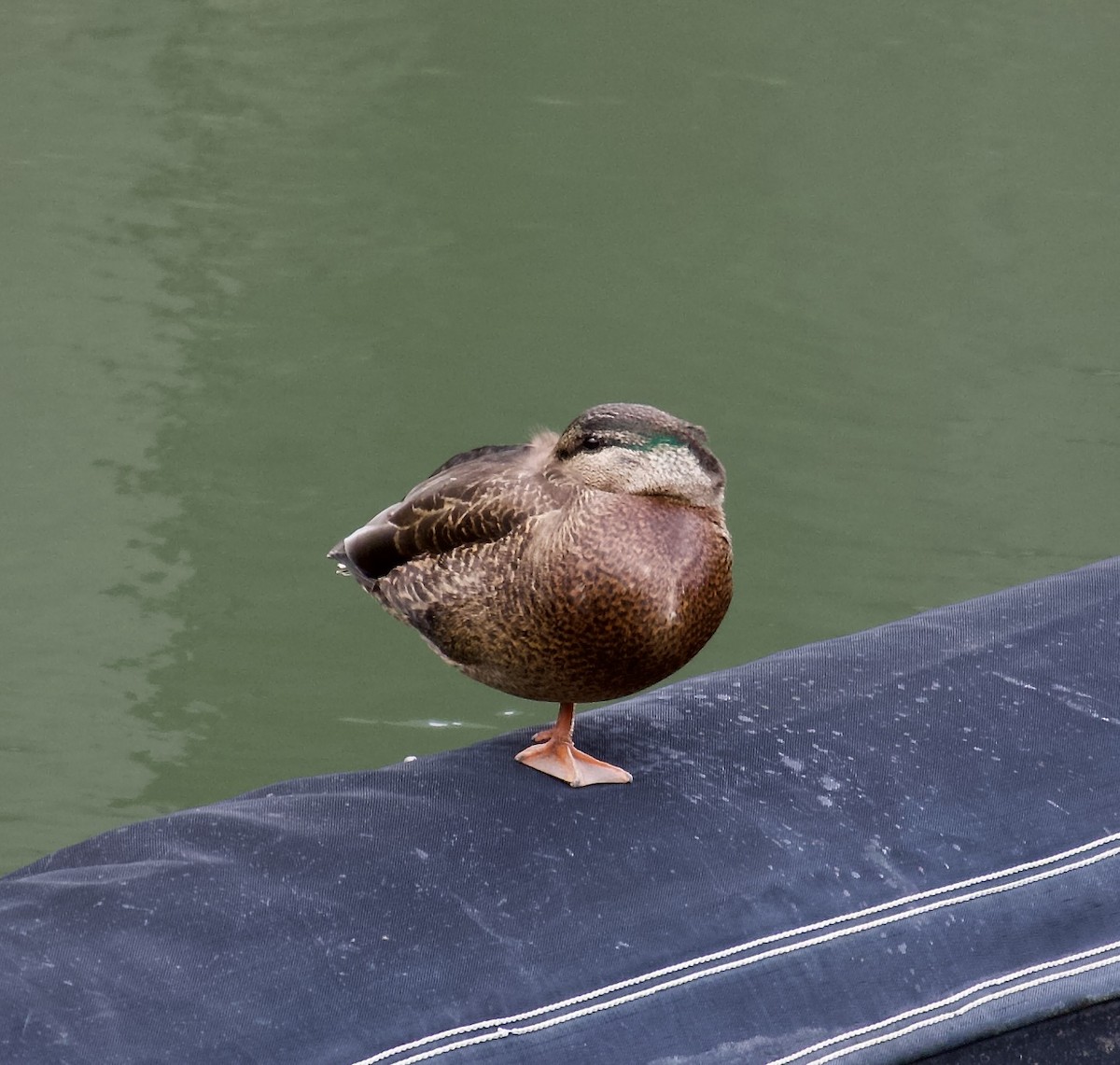 American Black Duck - ML429221071