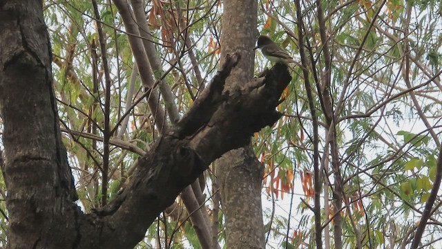 Grenada Flycatcher - ML429221311