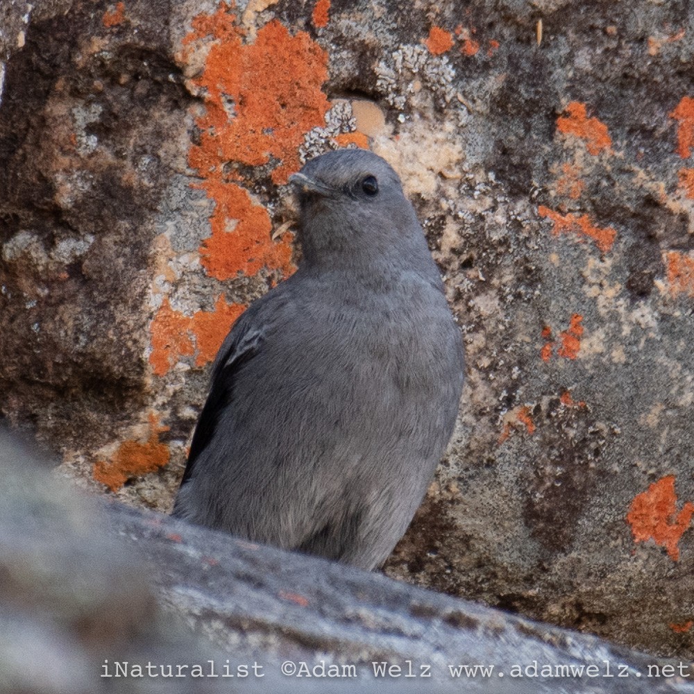 Mountain Wheatear - ML429223011