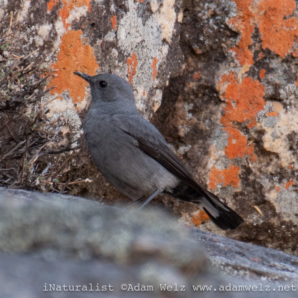 Mountain Wheatear - Adam Welz