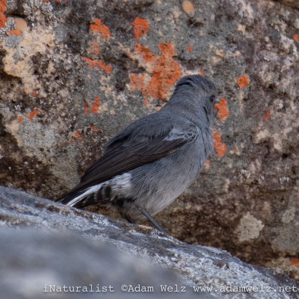 Mountain Wheatear - ML429223031