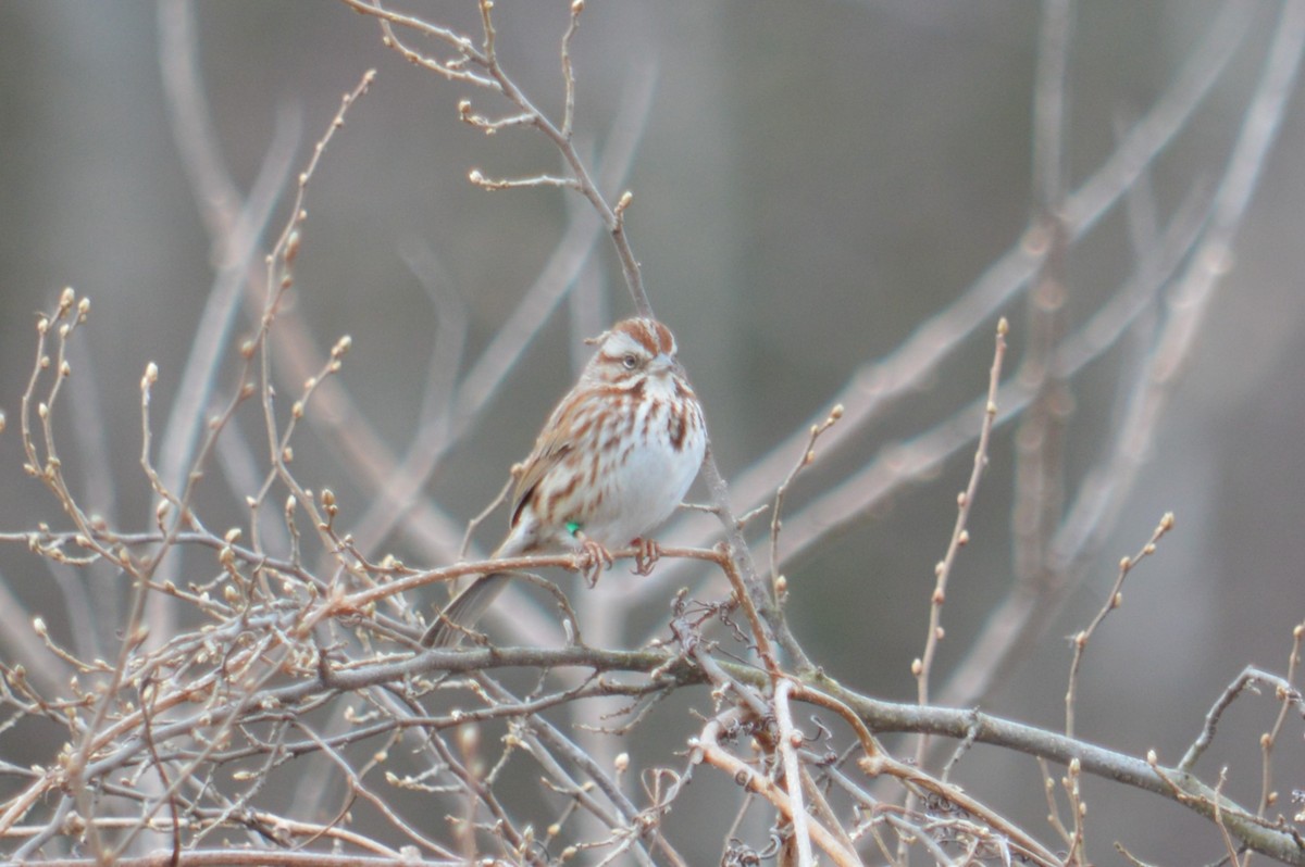 Song Sparrow - ML429224011