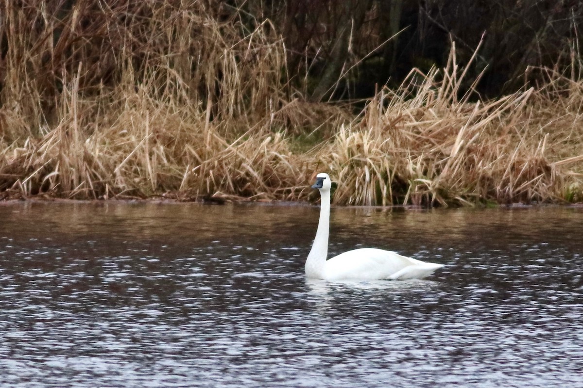 Tundra Swan (Whistling) - George Forsyth