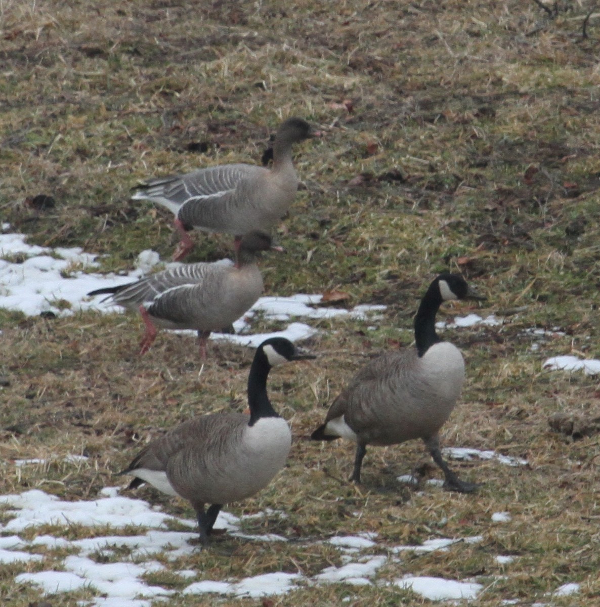 Pink-footed Goose - ML42922481