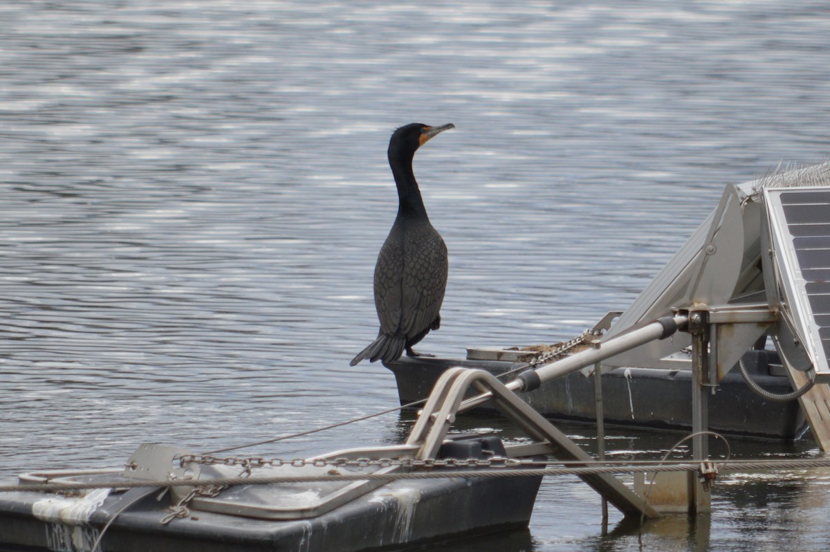 Double-crested Cormorant - Joe Ripley