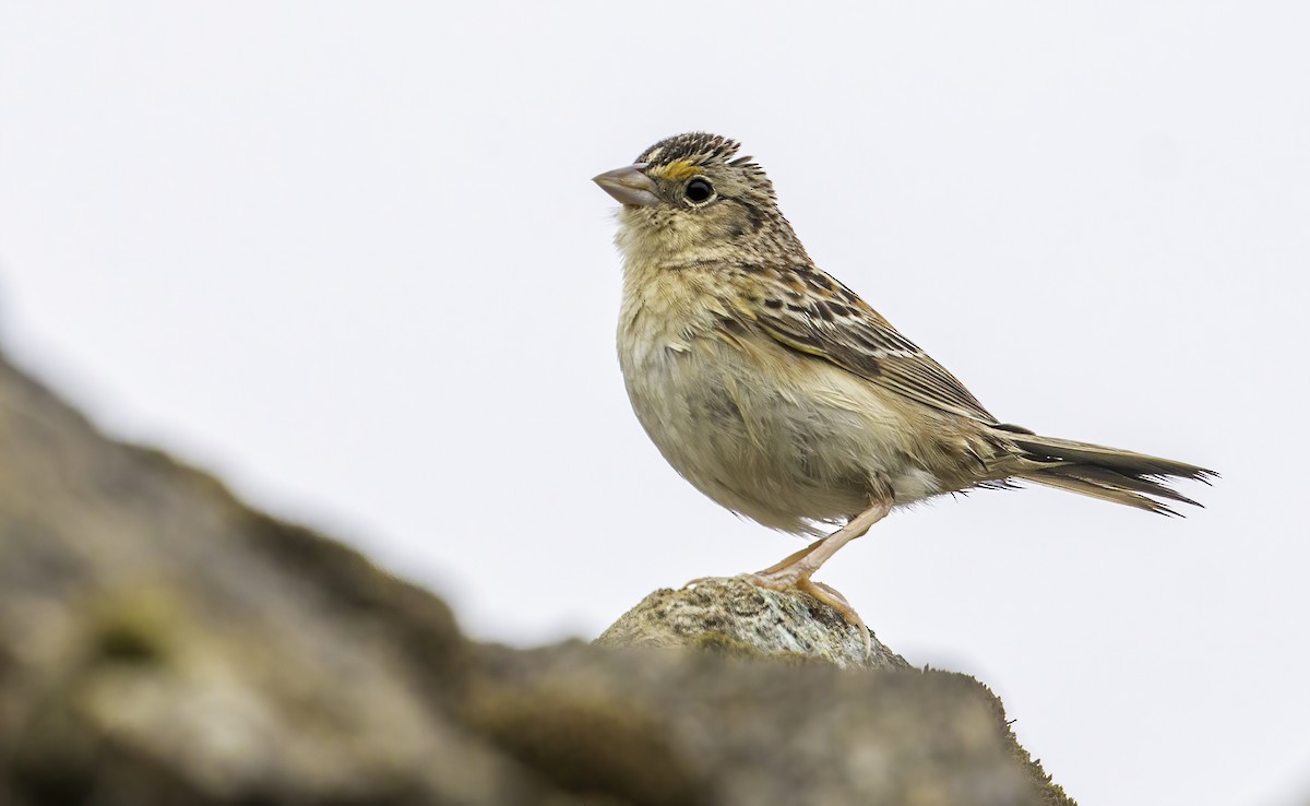 Grasshopper Sparrow - Connor Cochrane