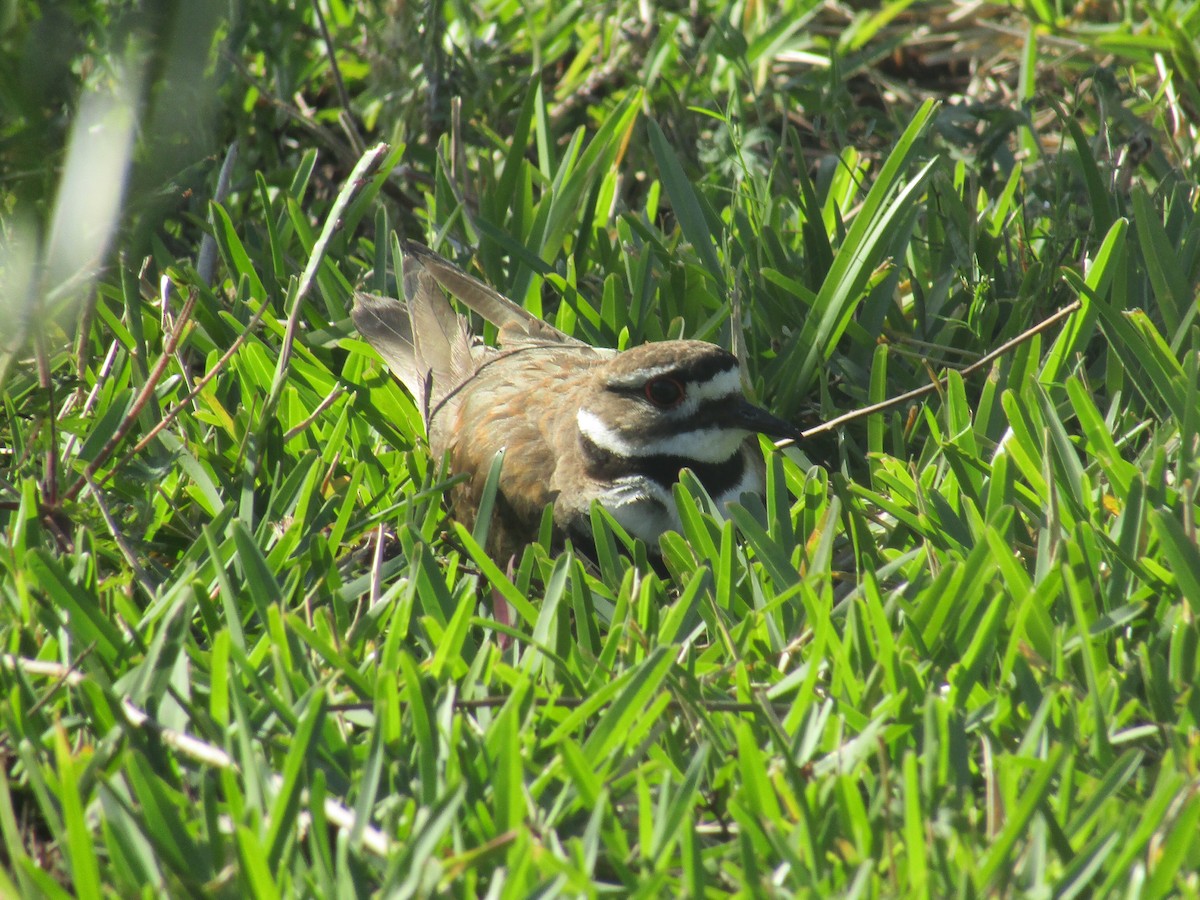 Killdeer - ML429226251