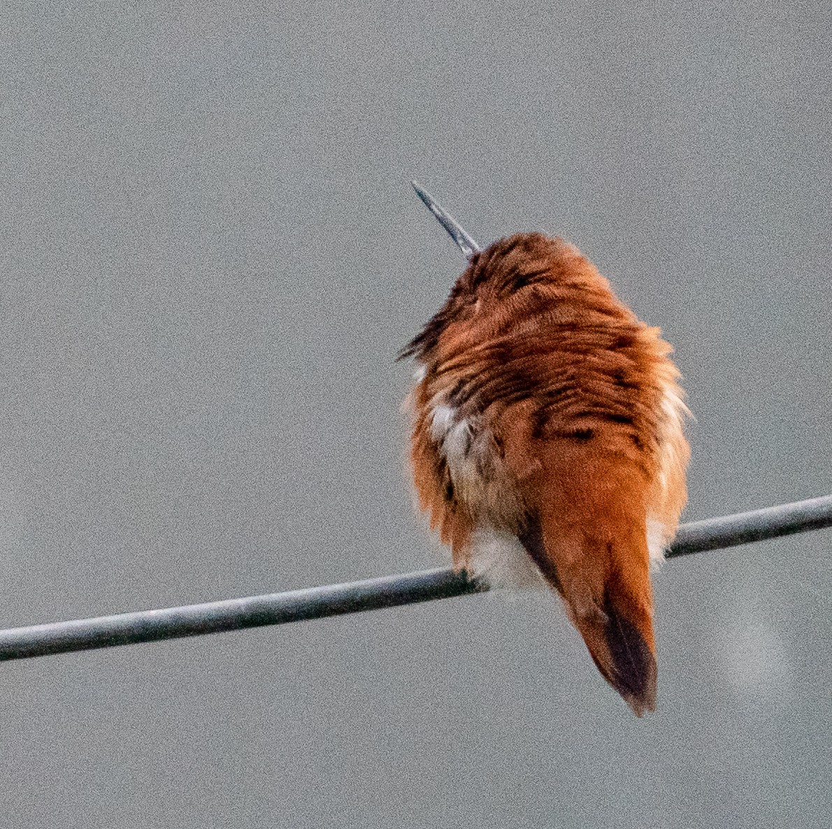 Rufous Hummingbird - ML429227061