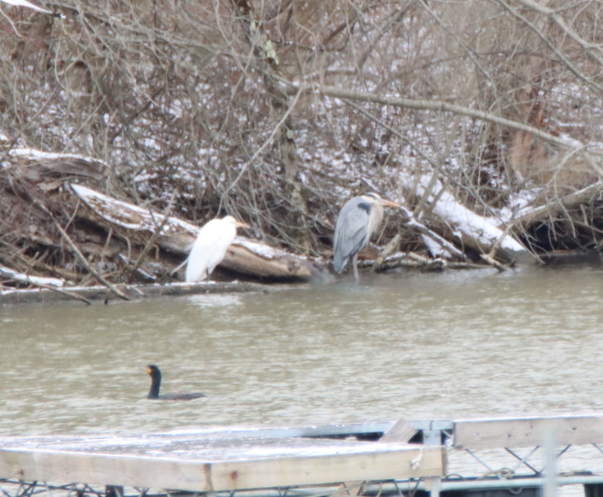 Great Egret - ML429227371