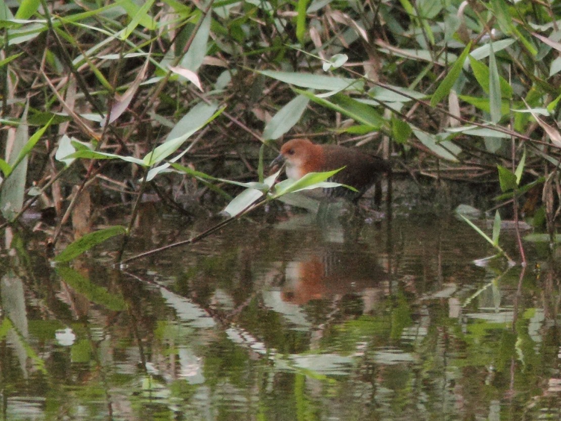 White-throated Crake (Rufous-faced) - ML429228171