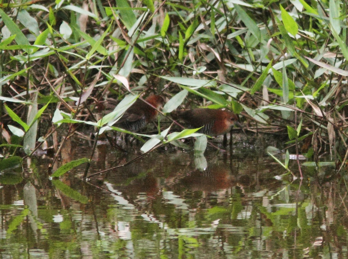 White-throated Crake (Rufous-faced) - ML429228201