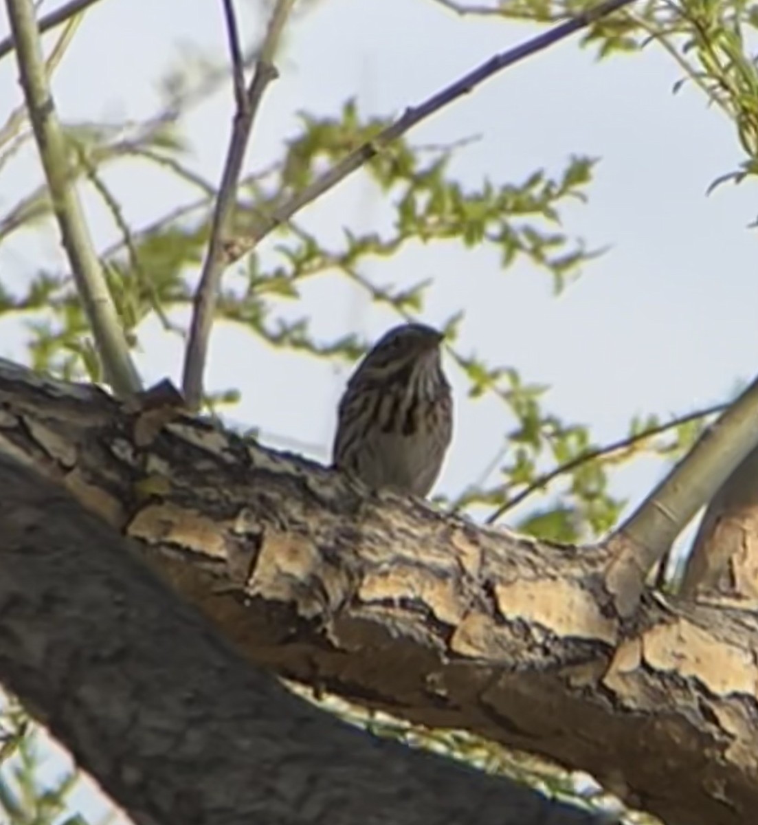 Savannah Sparrow - ML429228591