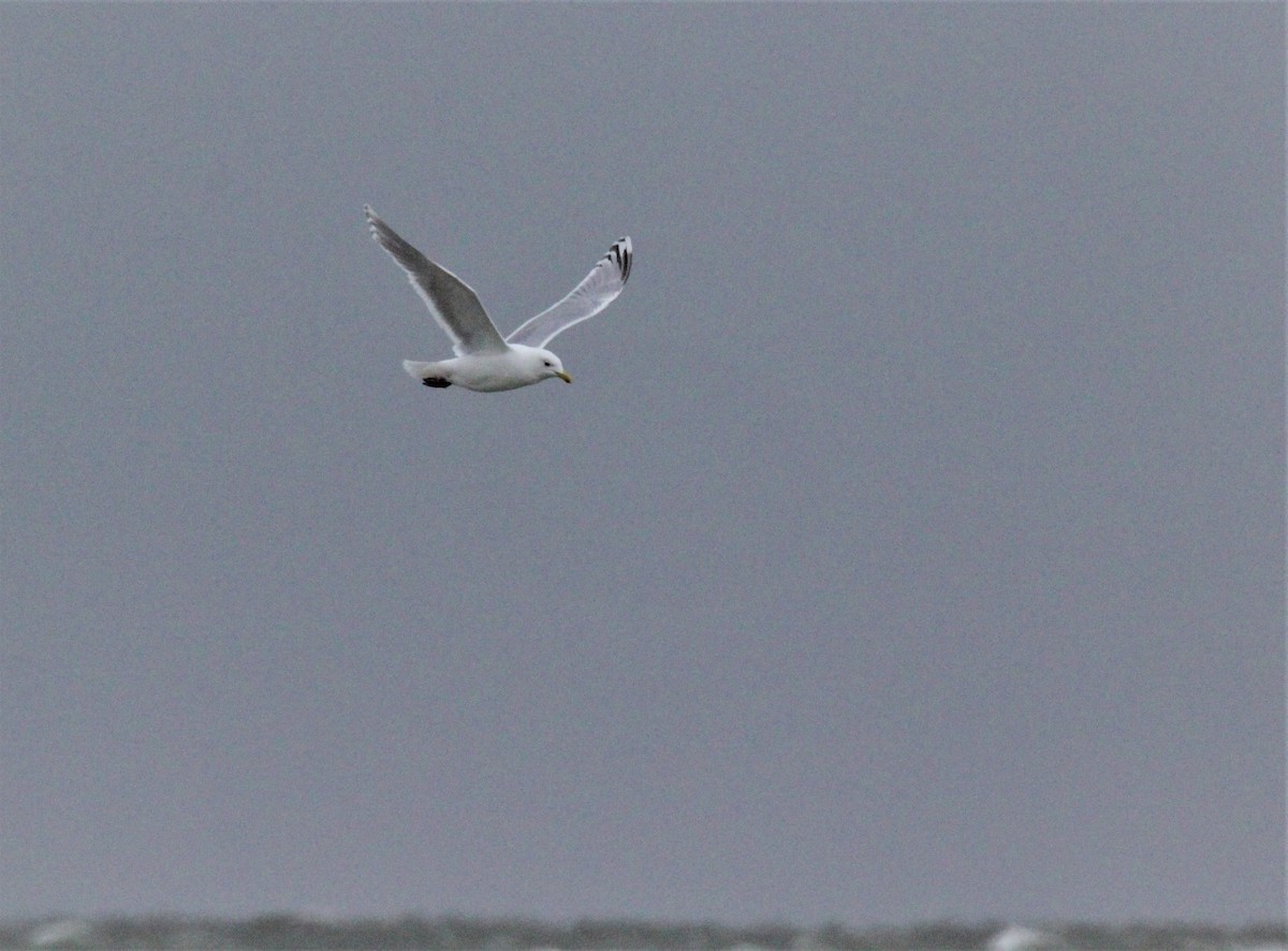 Iceland Gull (Thayer's) - Michael McAllister