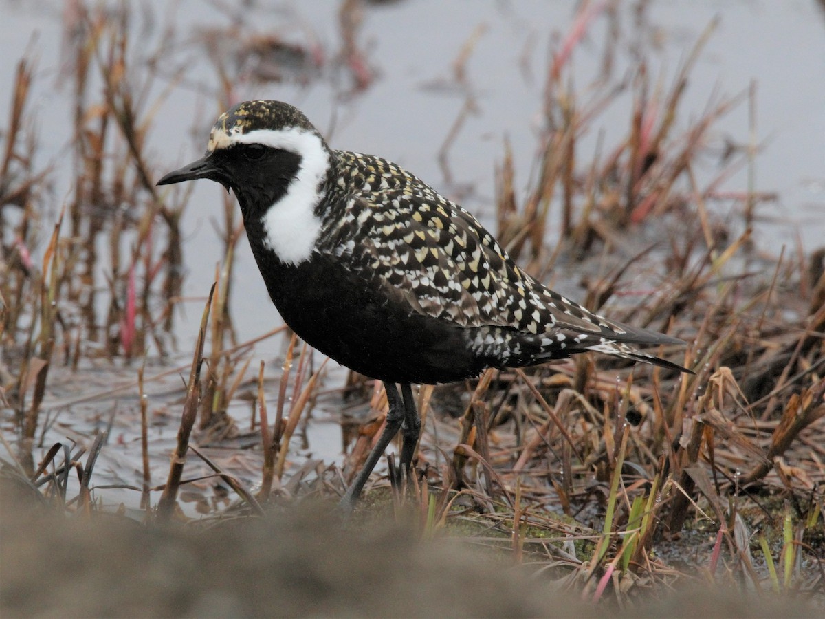 Chorlito Dorado Americano - ML429231181