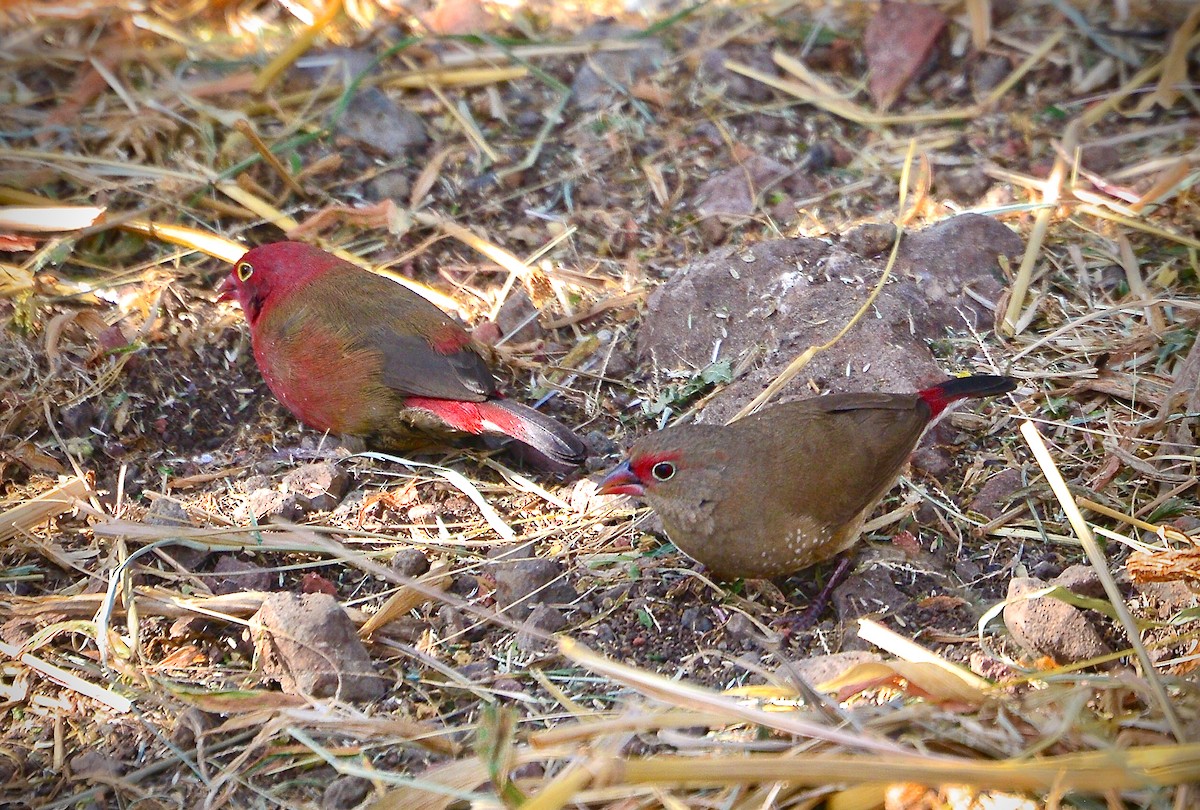 Red-billed Firefinch - ML429231331