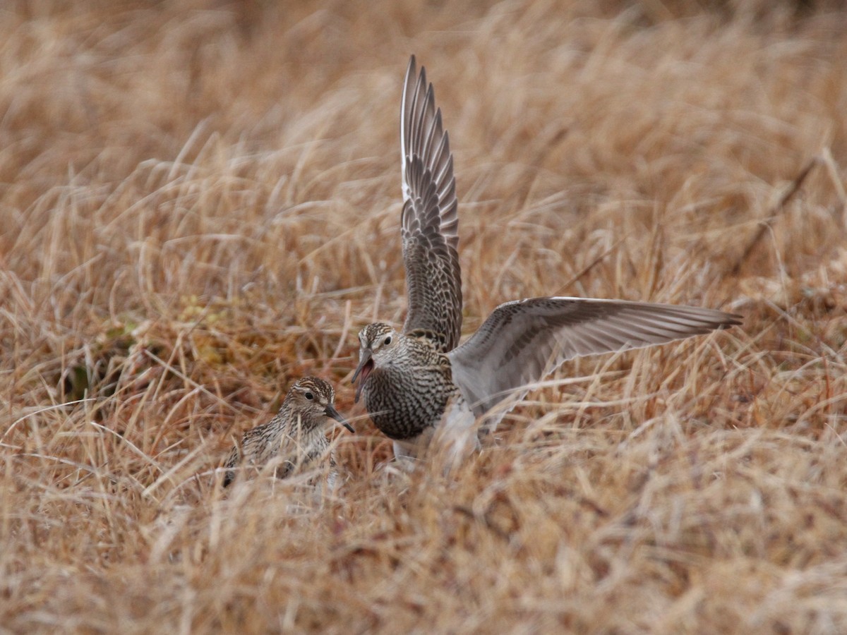 Pectoral Sandpiper - ML429231711