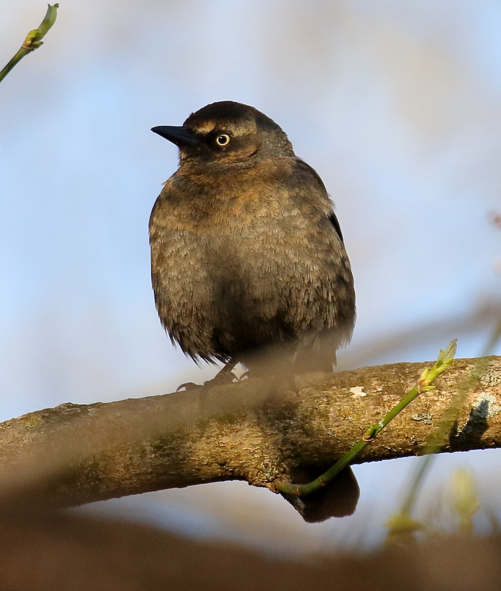 Rusty Blackbird - ML429232171