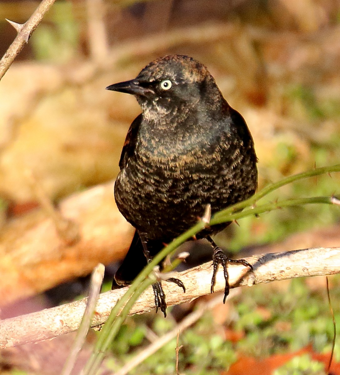 Rusty Blackbird - ML429232241