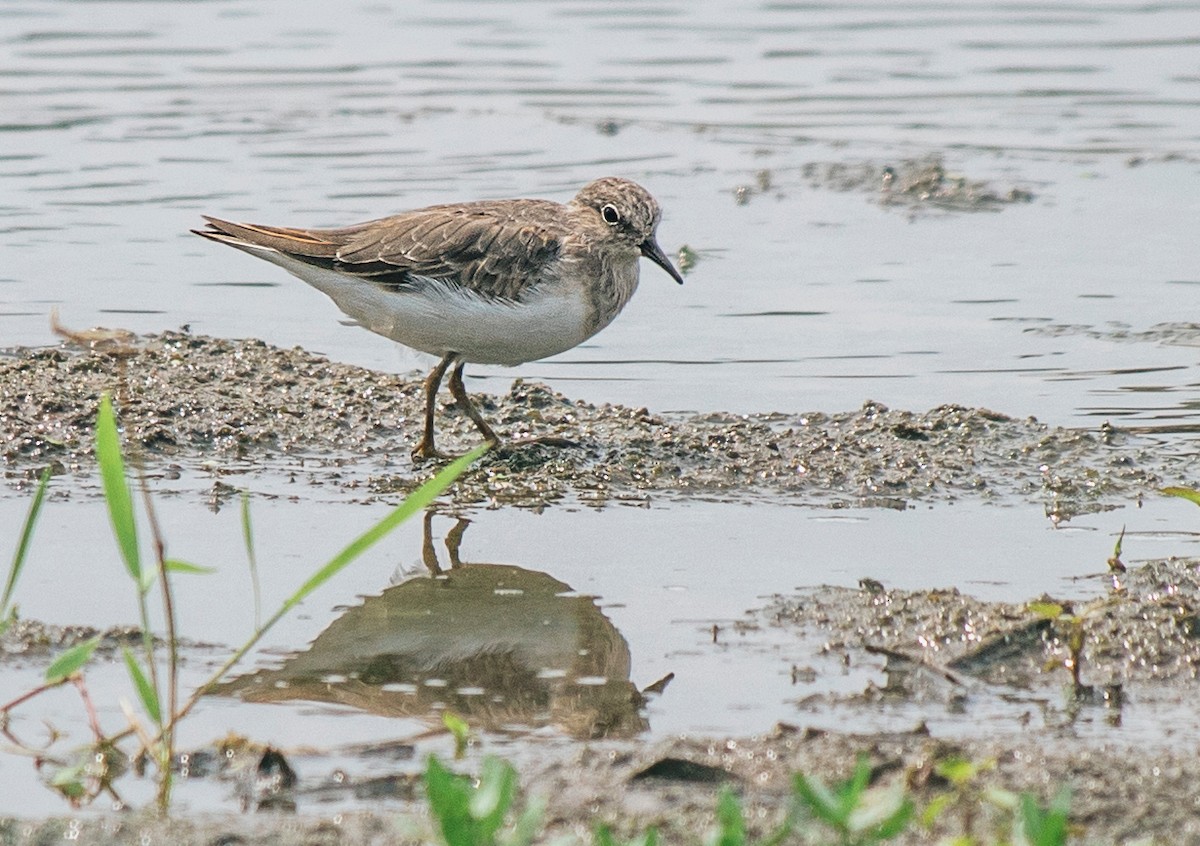 Temminck's Stint - ML429233321