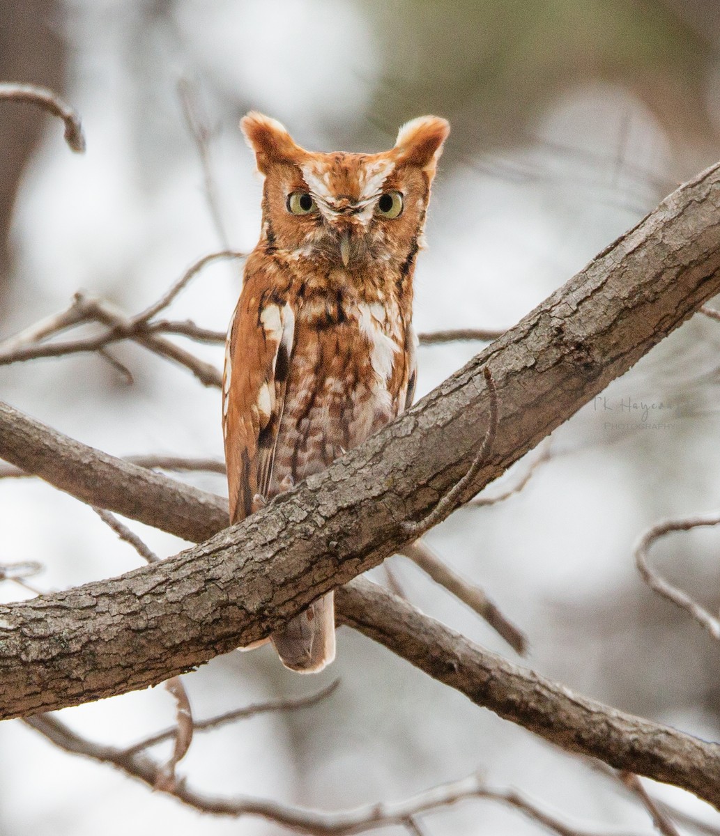 Eastern Screech-Owl - Thomas Haycraft