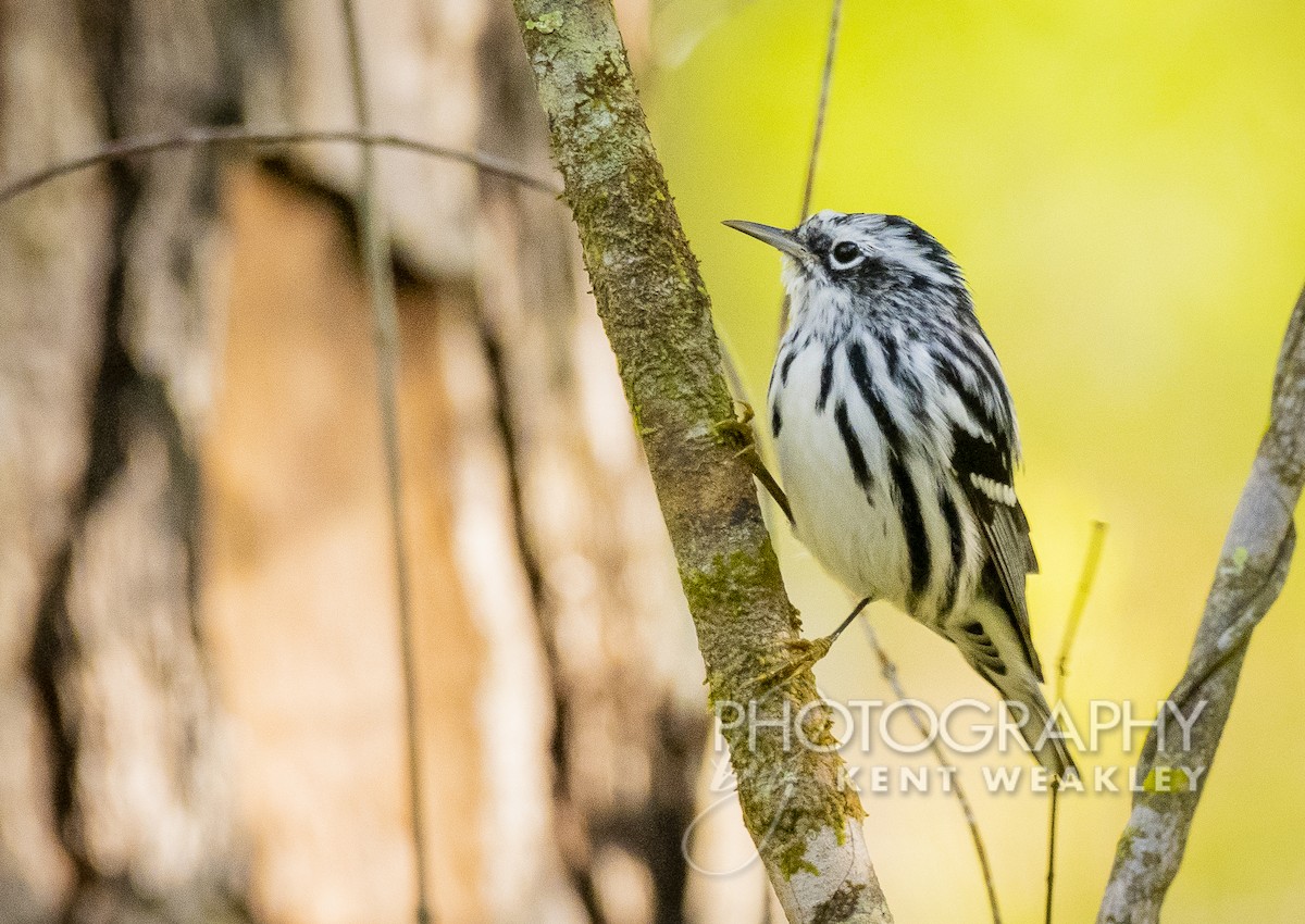 Black-and-white Warbler - ML429234011