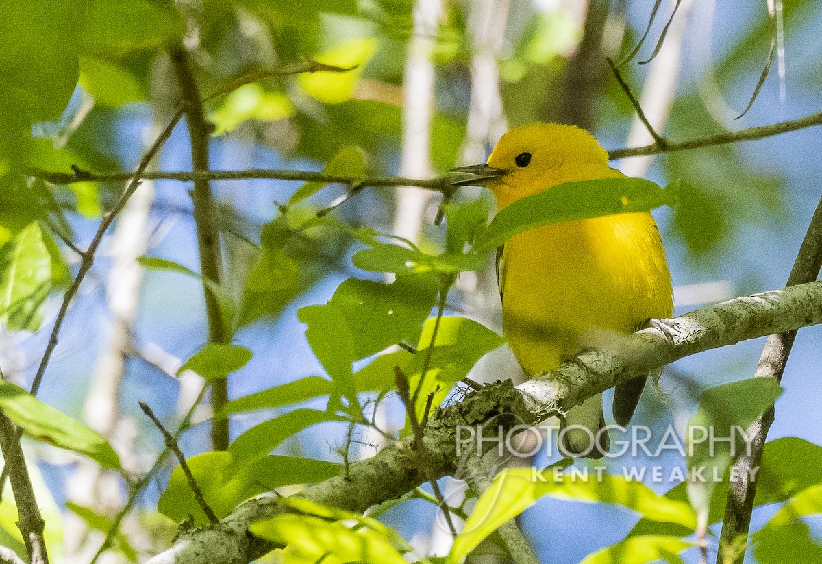Prothonotary Warbler - ML429234201