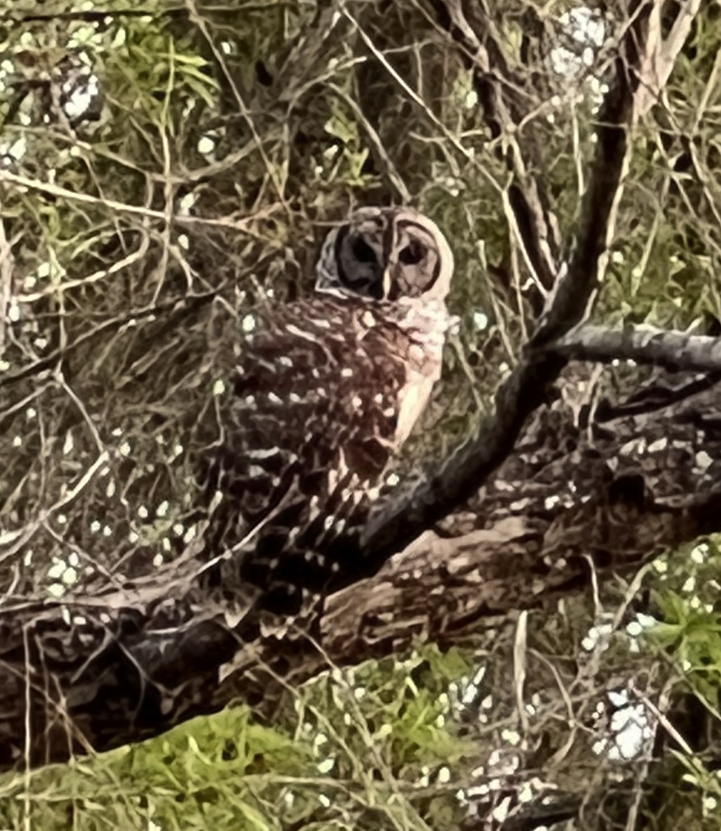Barred Owl - ML429235931