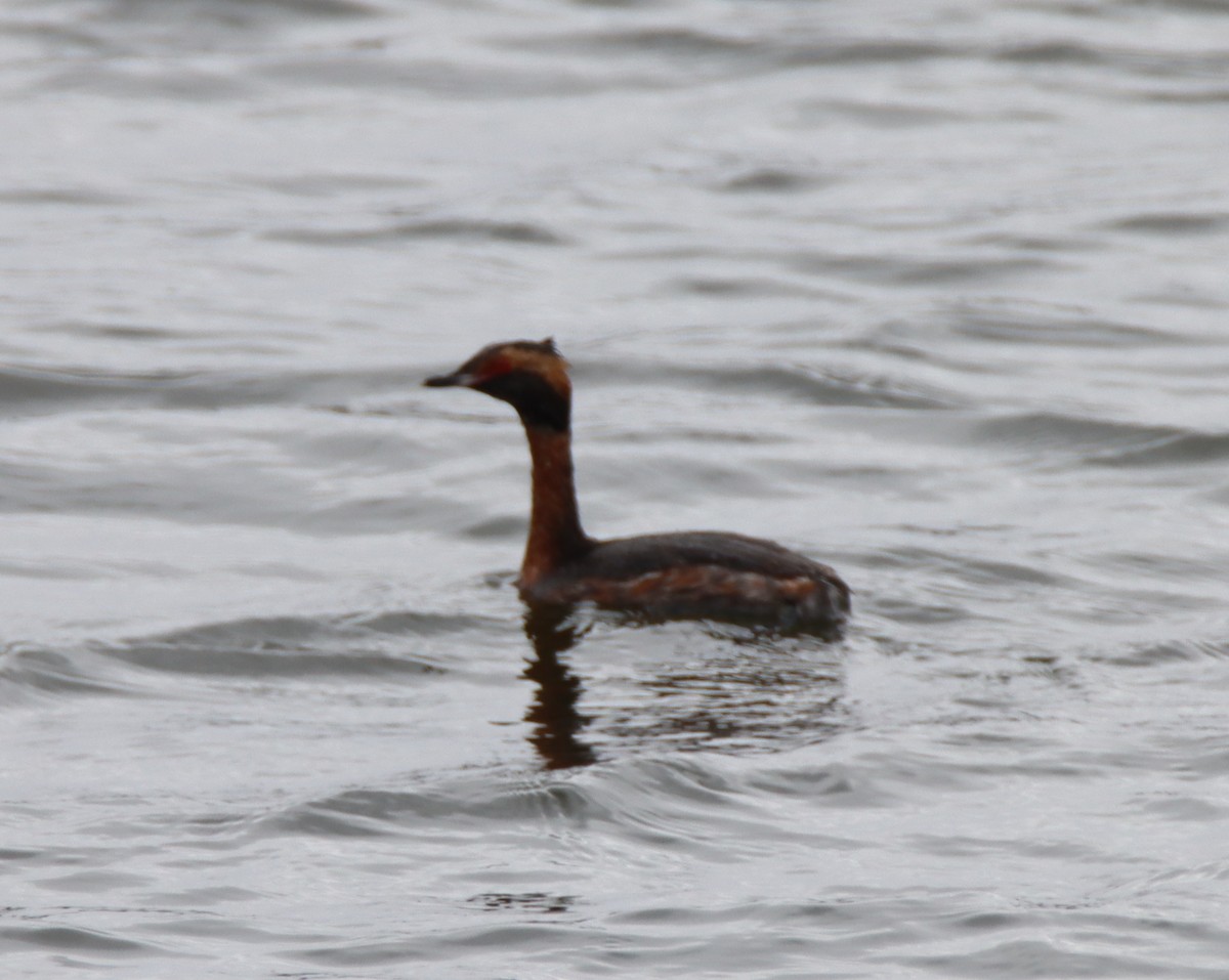 Horned Grebe - ML429239391