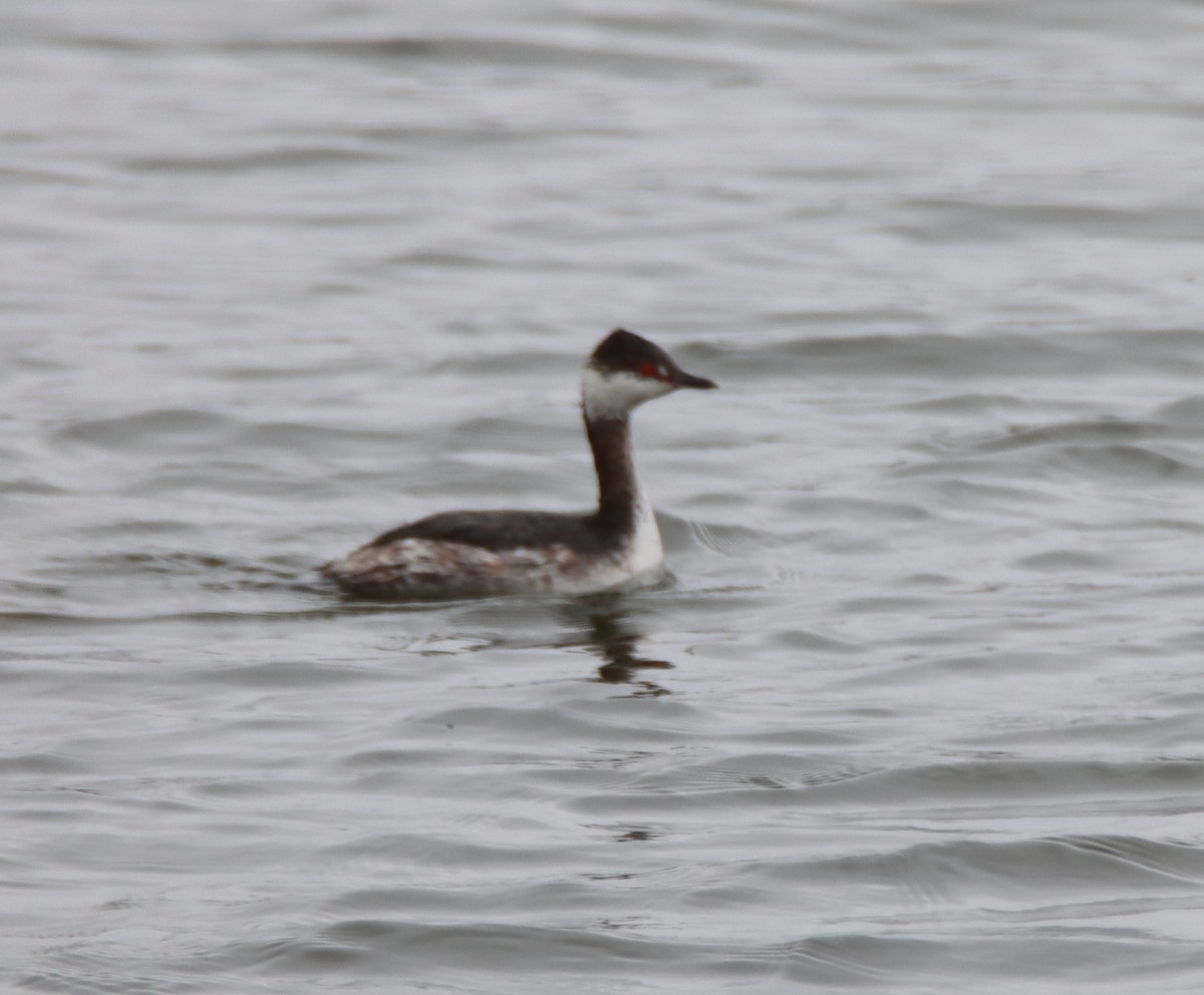 Horned Grebe - ML429239401