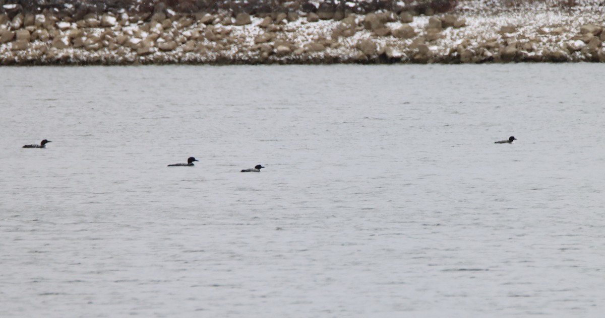 Common Loon - ML429239641