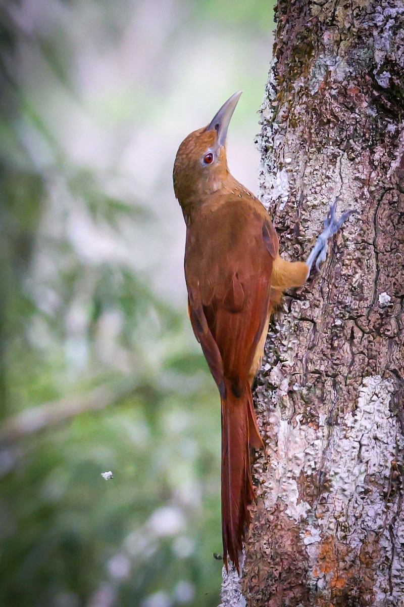 Cinnamon-throated Woodcreeper - ML429241001