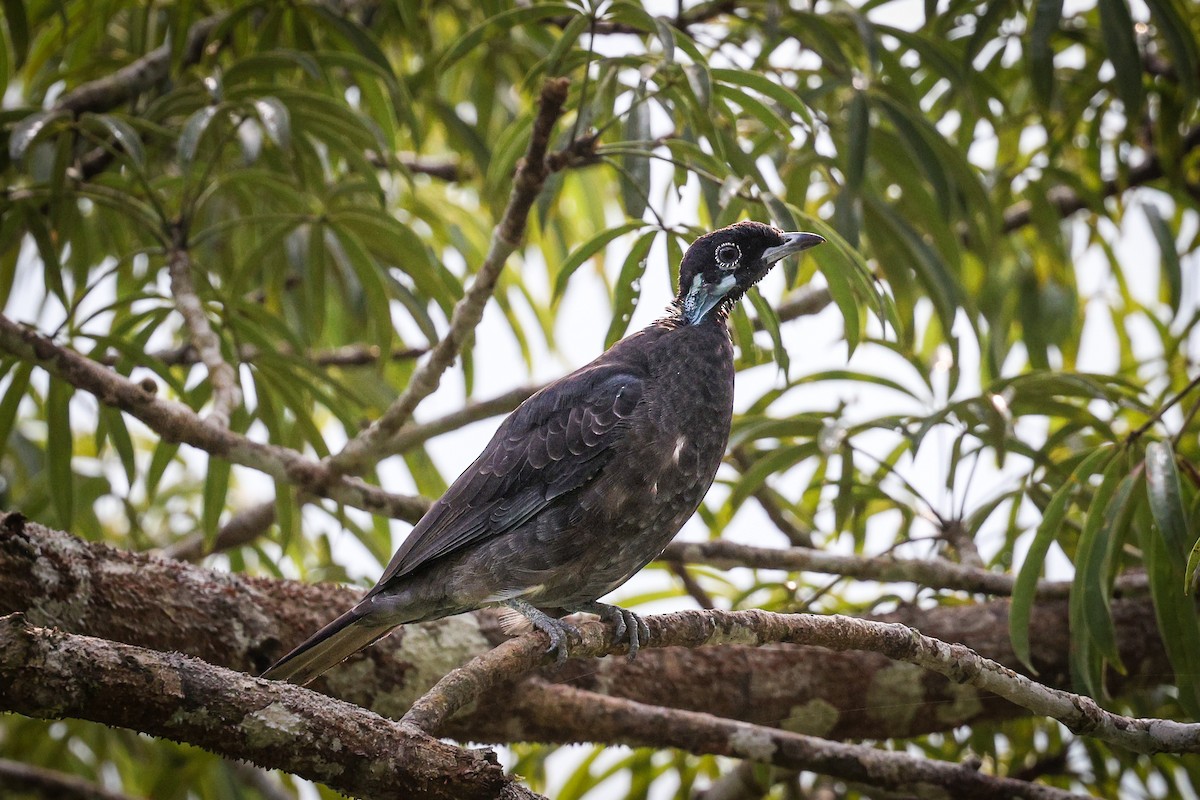 Bare-necked Fruitcrow - ML429241111