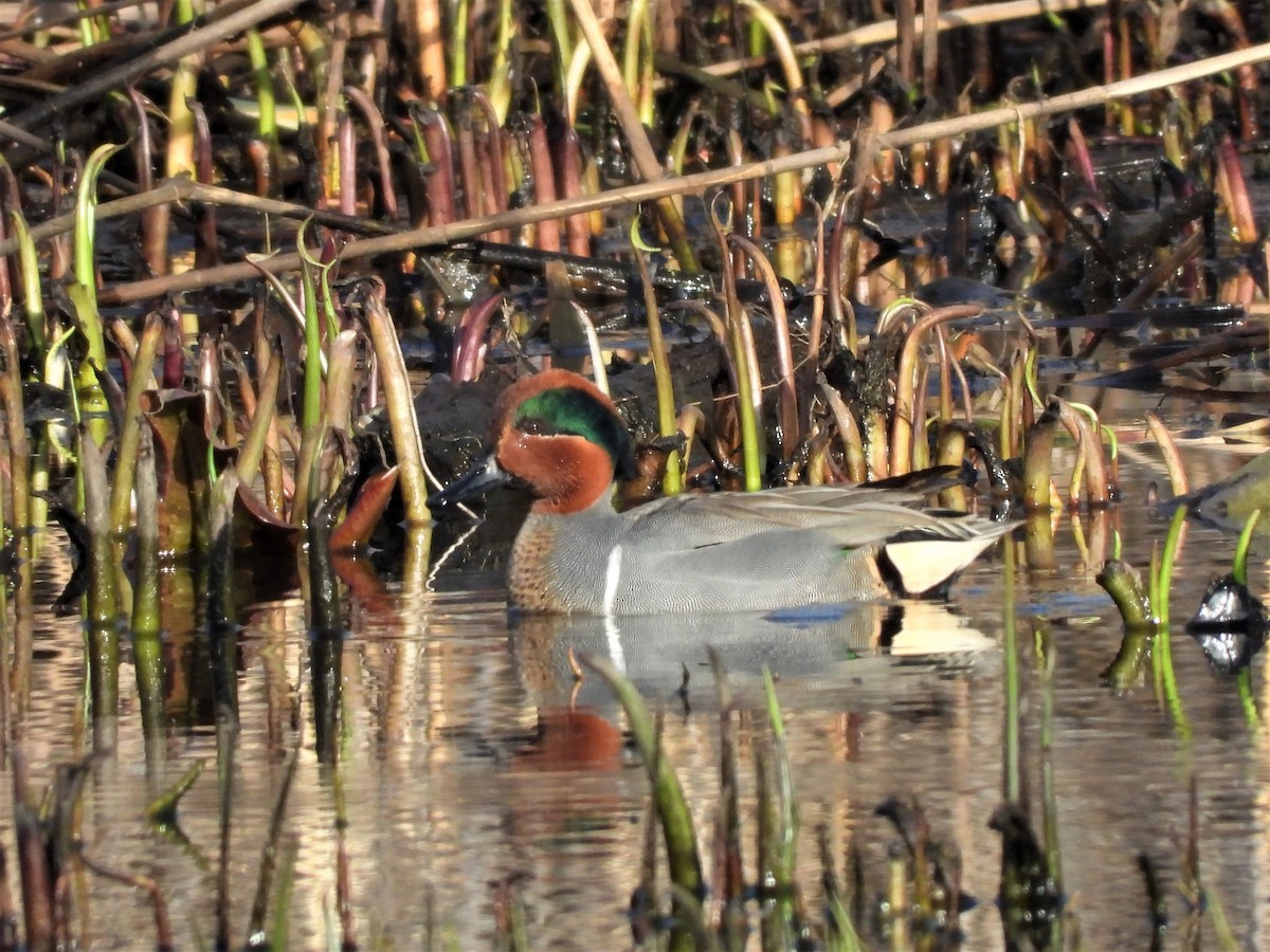 Green-winged Teal - JamEs ParRis