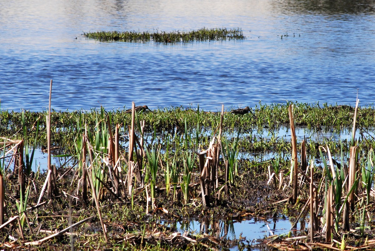 Wilson's Snipe - ML429242191